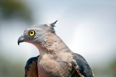 Bu Pasifik baza yan görülmektedir