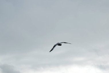 Pasifik martı, kanatları siyah ve turuncu gagalı beyaz bir kuştur.