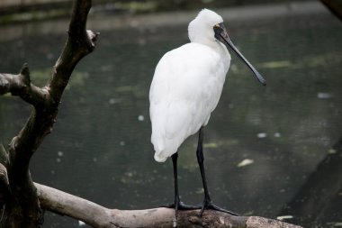 Kraliyet kaşığı bir ağaca tünemiş.