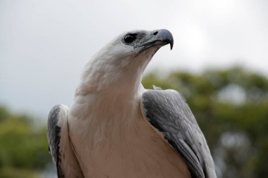 this is a close up of a white bellied sea eagle
