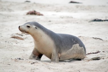 Deniz aslanı yavrusu balıktan dönmek için annesini arıyor.