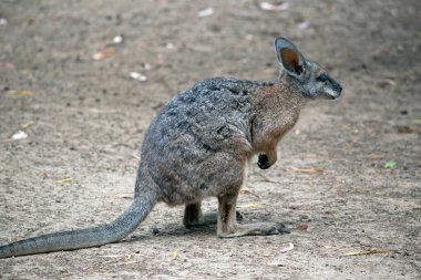 Bu bir tammar kanguru yan görünümüdür