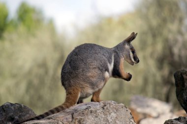 Sarı ayaklı kaya valabisi gri, bronz tenlidir ve uzun kuyruklu ve siyah pençeli beyazdır.