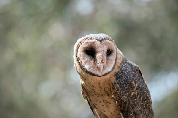 the lesser sooty owl has a heart shaped face with black eyes. Upperparts from the crown to the lower back and to the wing-coverts are sooty-grey, densely spotted and dotted silvery-white, with the spots becoming rather large on the back and wing-cove