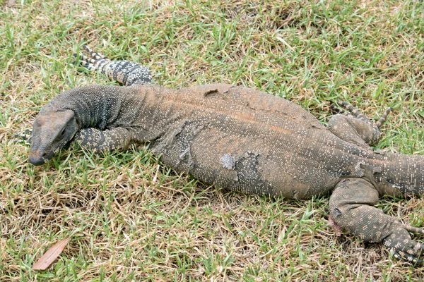 Lézard Dentelle Perd Vieille Peau — Photo