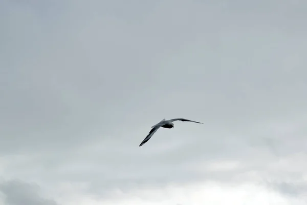 Pacific Gull White Bird Black Its Wings Orange Bill — Stock Photo, Image