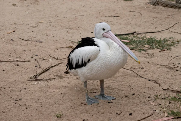 Pelikanen Har Lång Rosa Näbb För Att Fånga Upp Mat — Stockfoto