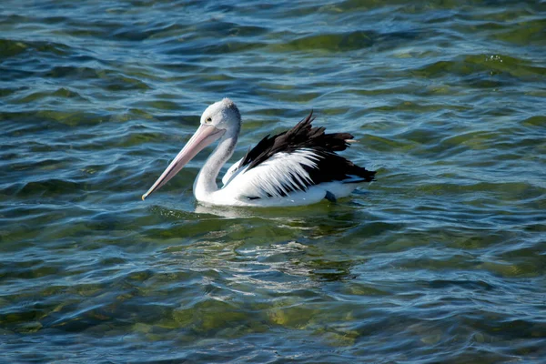 Der Australische Pelikan Ist Ein Schwarz Weißer Vogel Mit Einem — Stockfoto