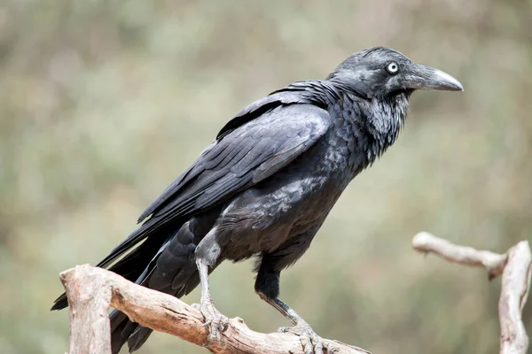 Australian Raven Black Bird Perched Branch — Fotografia de Stock