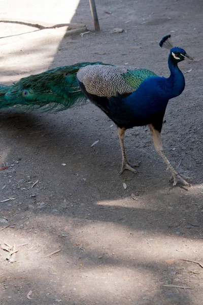 Male Peacock Walking Path — Stock Photo, Image