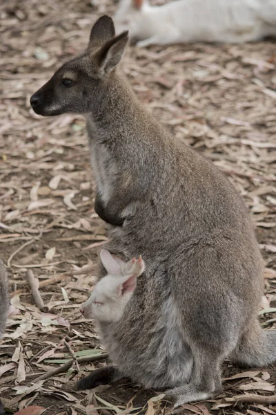 Rödhalsad Wallaby Har Rödaktig Päls Axlarna Och Napen Resten Kroppen — Stockfoto