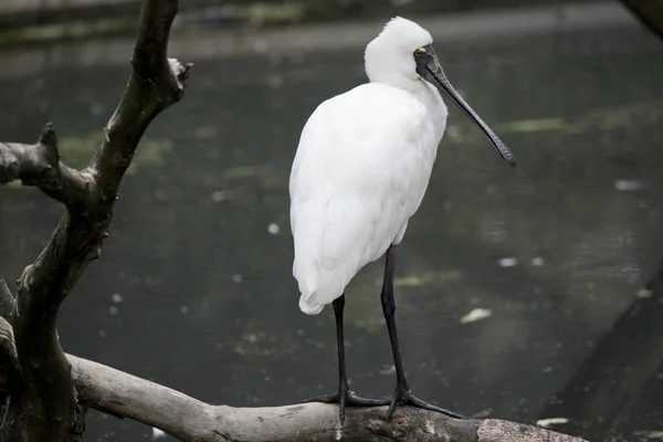 Espátula Real Está Posada Árbol —  Fotos de Stock