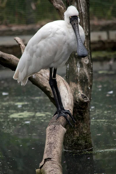 왕물새는 흰색이며 다리는 검으며 부리는 숟가락 모양이다 — 스톡 사진