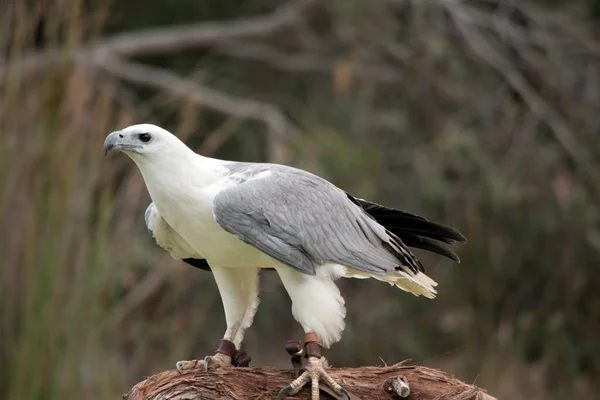 White Bellied Sea Eagle Also Known White Breasted Sea Eagle — Foto Stock