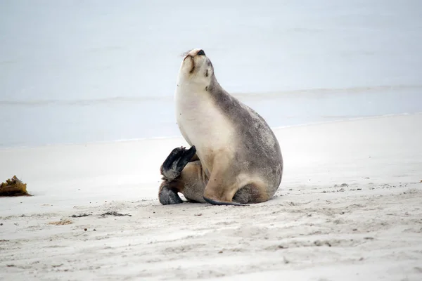 Los Lobos Marinos Están Descansando Playa Bahía Focas — Foto de Stock