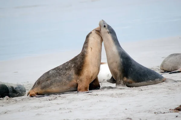 Due Cuccioli Leoni Marini Stanno Combattendo Sulla Spiaggia — Foto Stock