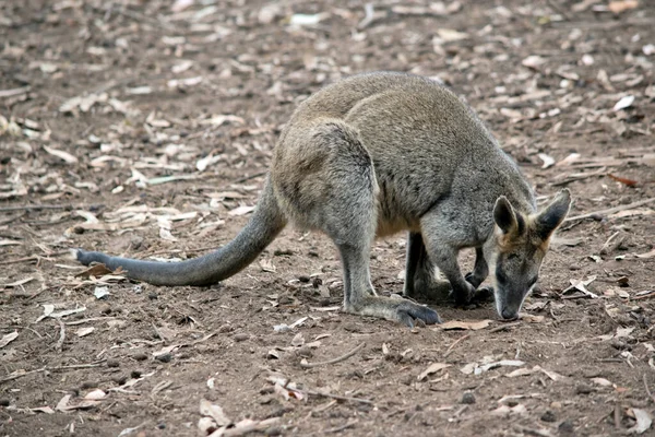 Swamp Wallaby Mainly Tawny Grey White Chest White Cheeks — Stock Photo, Image