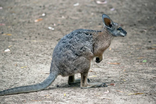 Esta Una Vista Lateral Tammar Wallaby —  Fotos de Stock