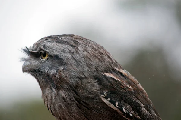 Side View Tawny Frogmouth — Stock Photo, Image