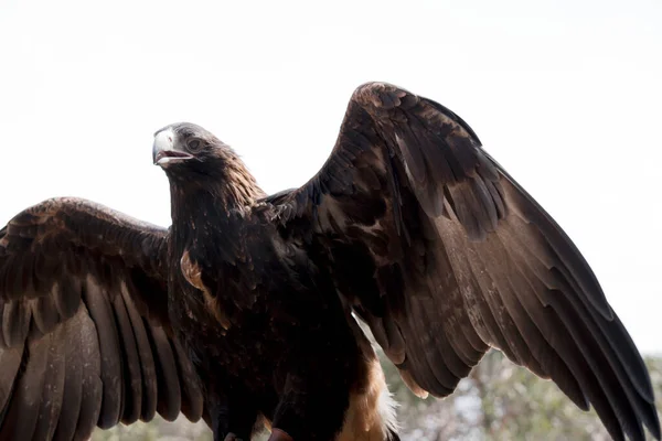 Wigstaartarend Een Bruine Vogel Als Hij Ouder Wordt Zijn Veren — Stockfoto