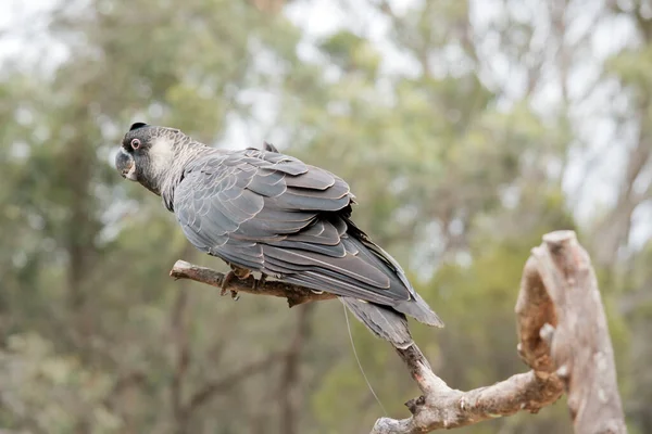 Carnaby Nin Siyah Papağanı Kısa Ereksiyon Arması Büyük Bir Gagası — Stok fotoğraf