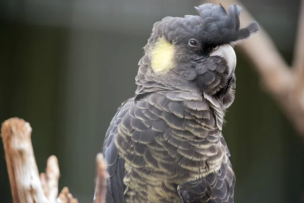 Yellow Tailed Black Cockatoo Has Yellow Cheek Black Feathers Yellow — ストック写真