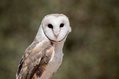 peçeli baykuş yakın bu