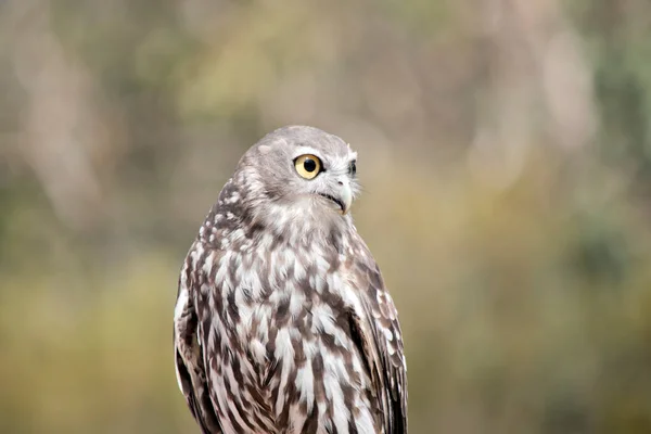 Barking Owl Also Known Winking Owl Nocturnal Bird Species Native — Stock Photo, Image