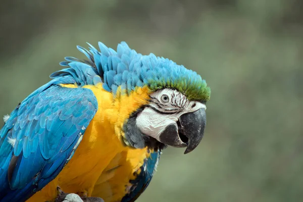 青と黄色のマコーは 青と金のマコーとしても知られており その頭の上に緑のグラデーションの色合いで 主に青の上の部分と薄いオレンジの下の部分を持つ大規模な南アメリカのオウムです — ストック写真