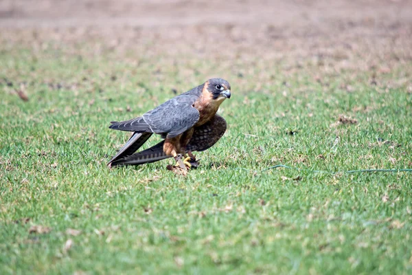 Středně Velký Sokol Australský Hobby Dlouhá Úzká Špičatá Křídla Tvaru — Stock fotografie