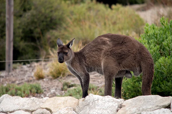 Kangur Wyspa Jest Brązowy Czarnym Nosem Łapami — Zdjęcie stockowe