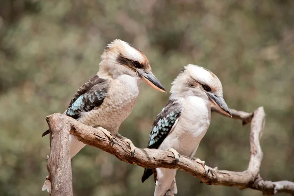 Two Kookaburras Sitting Branch — Photo