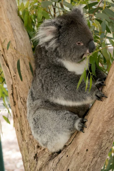 Koalaen Gaffeln Trädet — Stockfoto