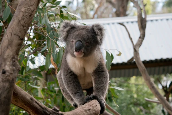 Koala Walking Tree Branch — 스톡 사진