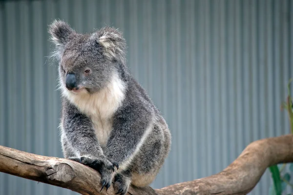 Koala Jest Siedzący Gałęzi Drzewa — Zdjęcie stockowe