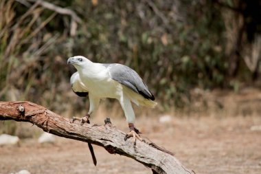 Deniz kartalı bir ağaç dalına tünemiş.