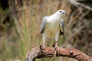 Deniz kartalı bir ağaç dalına tünemiş.