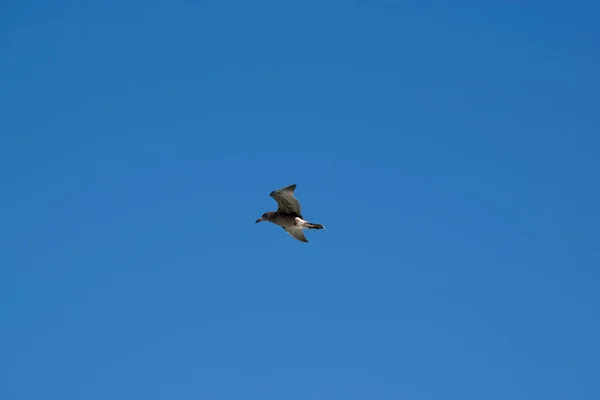 Young Pacific Gull Brown Turns White Once Adult — Stock Photo, Image