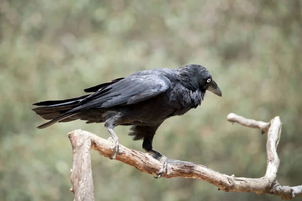 Australian Raven Ihas All Black Plumage Beak Mouth Well Strong — стоковое фото