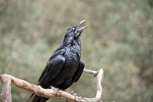 Cuervo Pájaro Negro Con Ojo Blanco —  Fotos de Stock