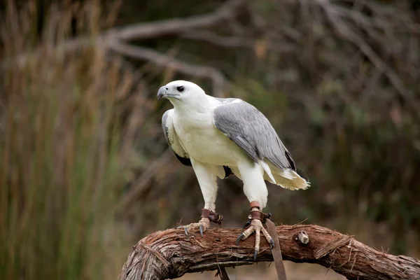 Beyaz karınlı deniz kartalı aynı zamanda beyaz göğüslü deniz kartalı olarak da bilinir. Deniz kartalının beyaz bir vücudu ve gri kanatları vardır.