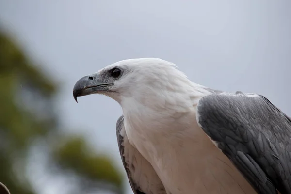 Side View White Bellied Sea Eagle — Fotografia de Stock