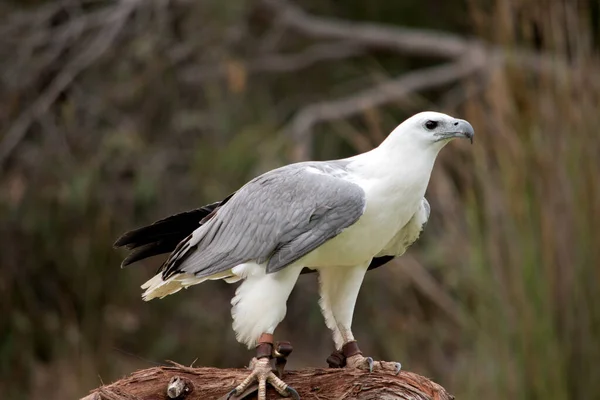 White Bellied Sea Eagle Also Known White Breasted Sea Eagle —  Fotos de Stock