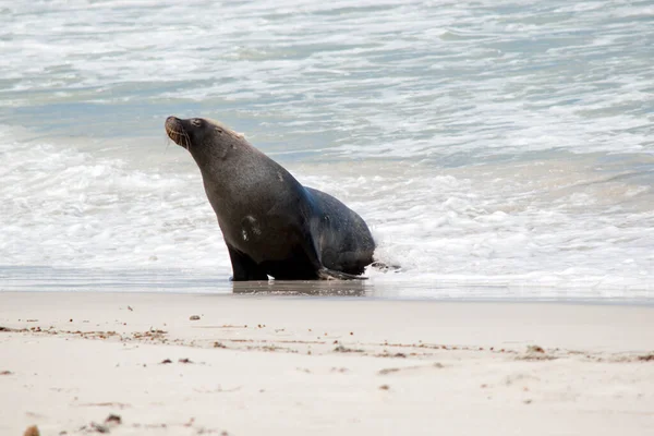 Otarie Vient Rentrer Plage Seal Bay — Photo