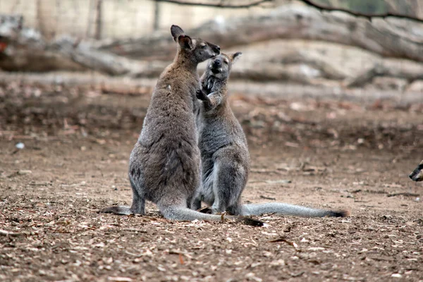 Two Male Red Necked Wallbies Fighting — Stock Photo, Image