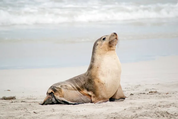 Petit Lion Mer Est Recherche Mère Pour Revenir Pêche — Photo