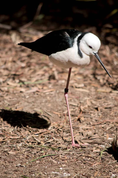 Den Svarta Vingade Stickan Den Står Ett Ben — Stockfoto