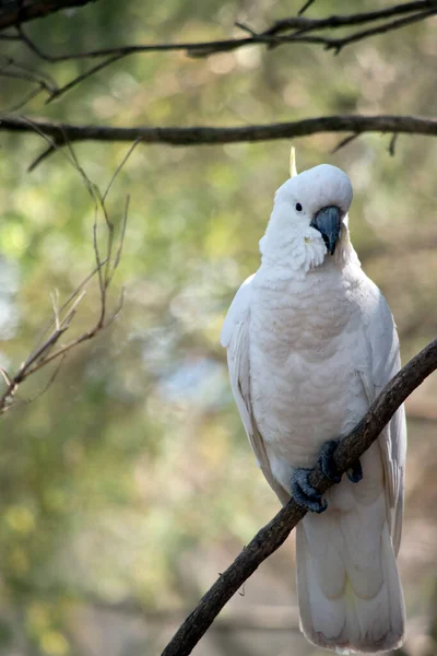Cacatúa Cresta Azufre Pájaro Blanco Con Una Cresta Amarilla — Foto de Stock
