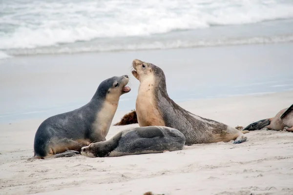 两只海狮幼崽在海滩上搏斗 — 图库照片