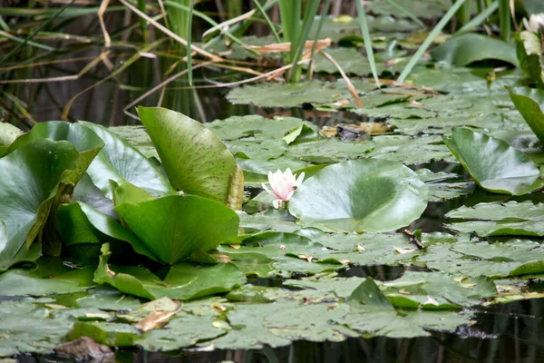 Den Vattenlilja Populär Växt Att Sätta Dammar — Stockfoto